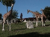 fonds-ecrans Girafes