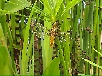 fonds-ecrans Insectes