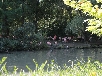 fonds-ecrans Oiseaux