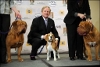 expositions canines