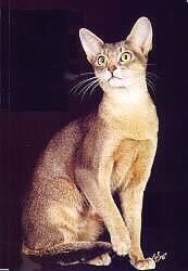 Abyssin, Chat lapin