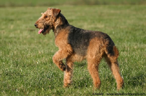 Airedale Terrier