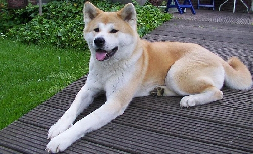 Akita inu