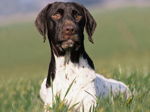 Gammel Dansk - Ancien Chien d'arrêt Danois
