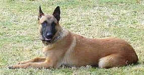 Berger Belge - Malinois