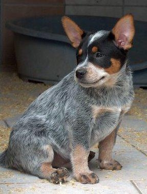 Bouvier Australien - Heeler