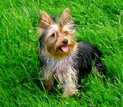 Yorkshire terrier